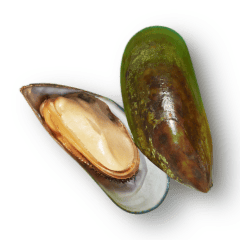 NZ Mussel