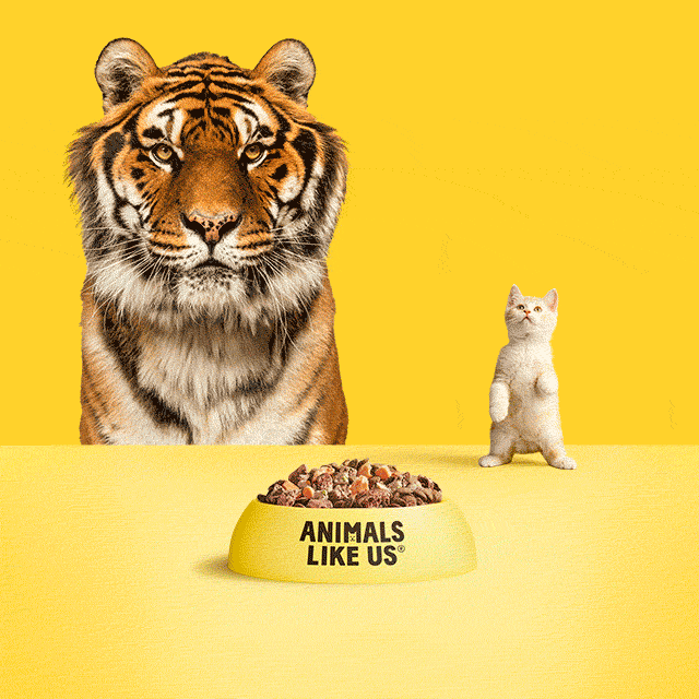 Dogs_Cats_Combined_640x844 Wolf_Dogs_GIF_Frames_640x844_Final
