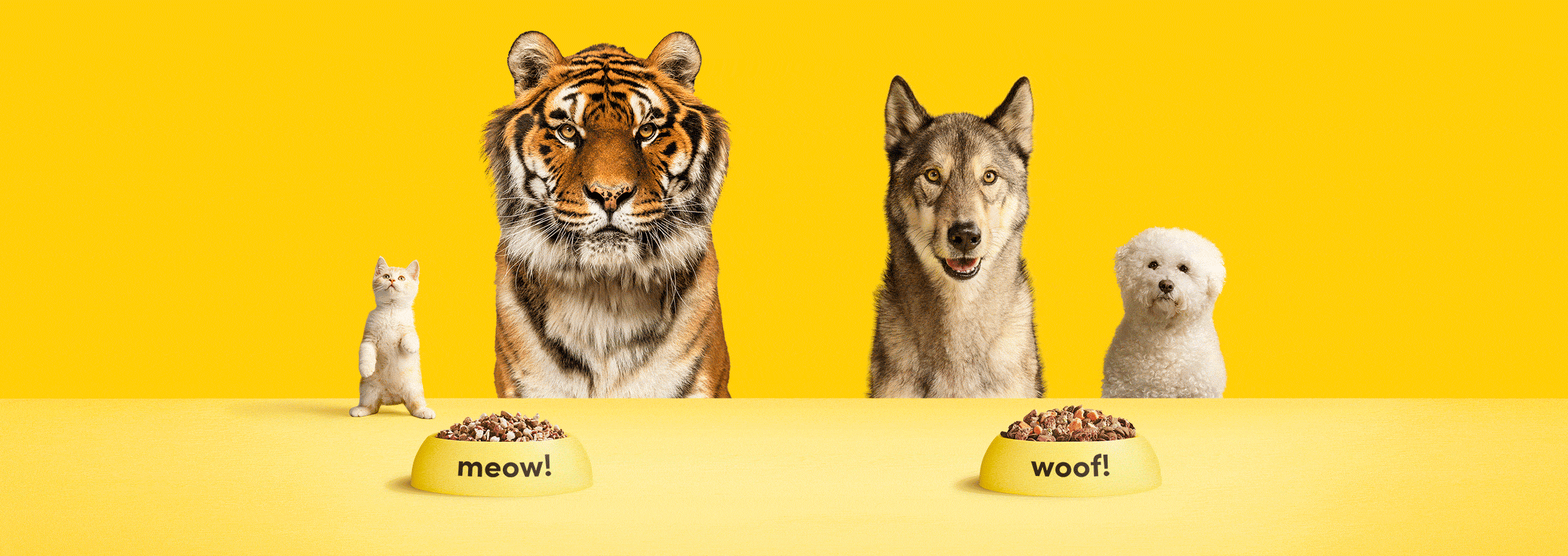 cats and dogs, tigers and wolves